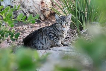 A cat sitting outside in San Bernardino County, California