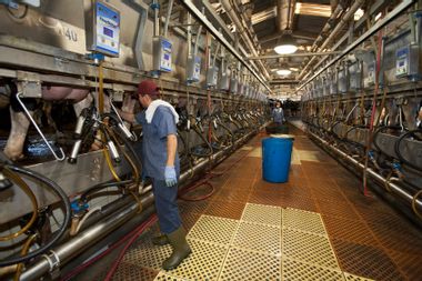 California Dairy Farm Workers perform milking operations cows