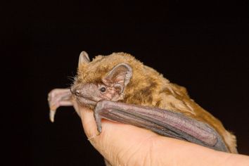 common noctule bat Nyctalus noctula