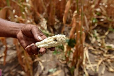 corn crop damaged drought El Salvador climate