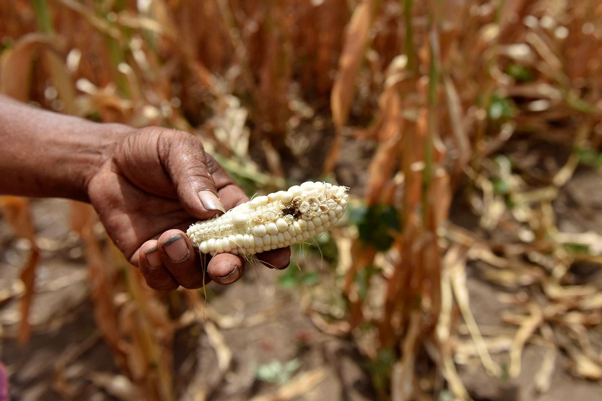 Salvadorean Samuel Fuentes, a farmer who lost his crops because of the drought, checks his corn field in the town of Usulutan, 110 km southeast from San Salvador, El Salvador on July 24, 2018. (OSCAR RIVERA/AFP via Getty Images)