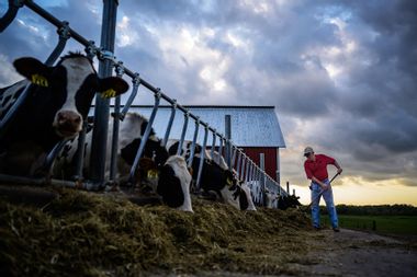 Cow Farm Minnesota