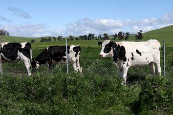 Cows graze in a field at a dairy farm