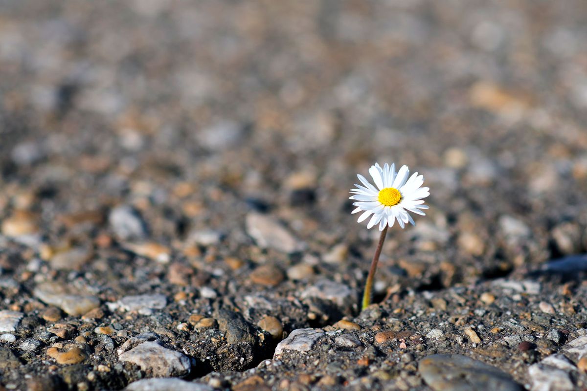 Daisy coming out of cracked earth (Getty Images/ljubaphoto)