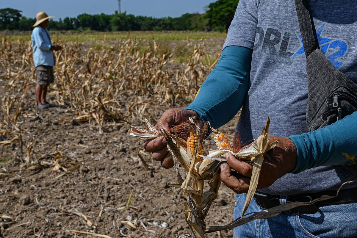 In this photo taken on April 25, 2024 a farmer shows a dried up corn at a drought-stricken farm in San Antonio, Nueva Ecija. (JAM STA ROSA/AFP via Getty Images)