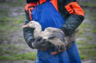 Ducks with bird flu being collected avian flu H5N1 virus