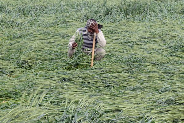 Indian farmer damaged wheat crop heavy rain