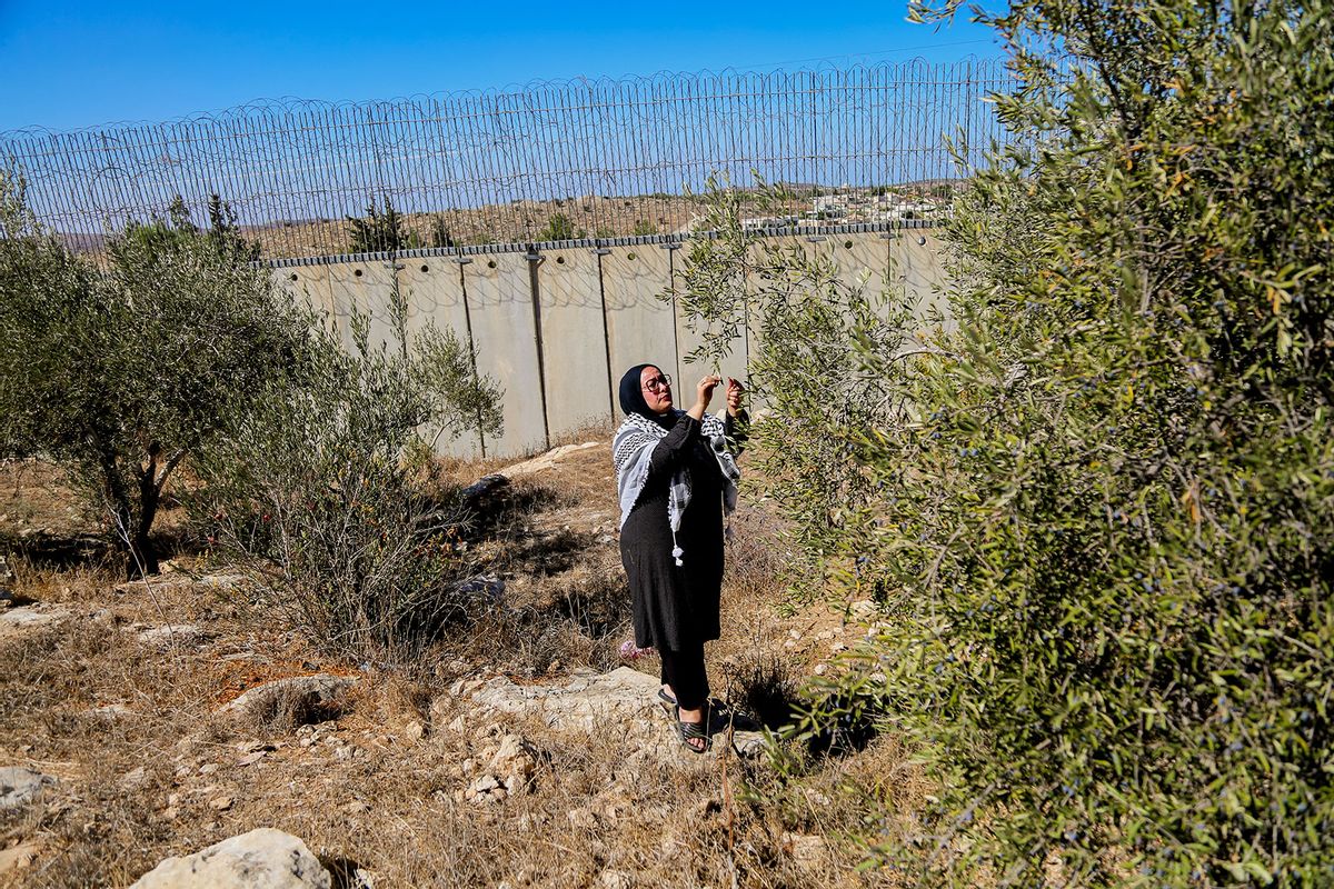 A Palestinian woman stands near olive trees, wearing a keffiyeh, in Hebron, Palestinian territories, on September 29, 2024. (MOSAB SHAWER/Middle East Images/AFP via Getty Images)