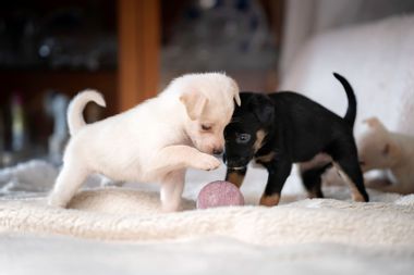 Puppies playing with ball