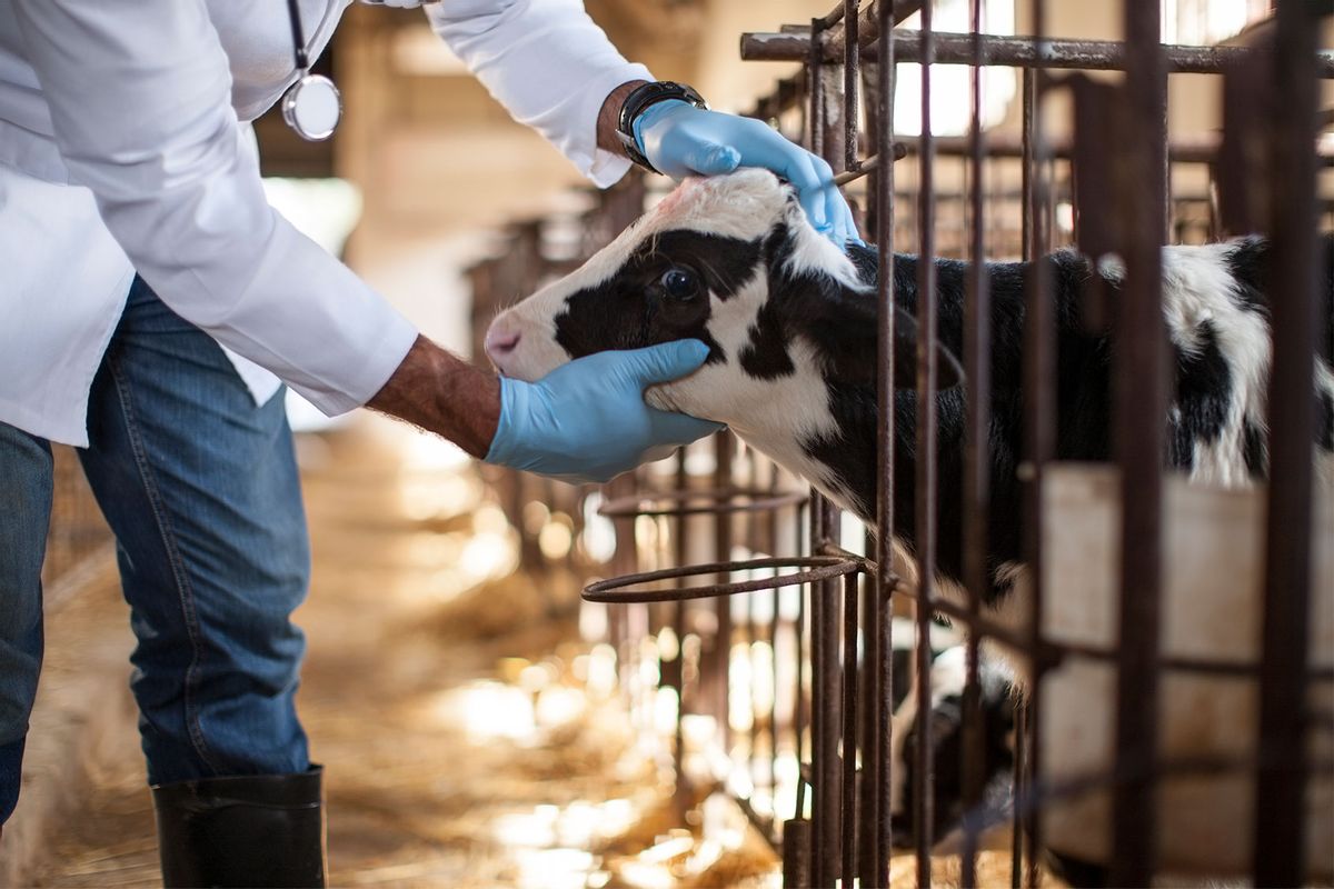 Vet looking at a calf on a farm (Getty Images/Westend61)