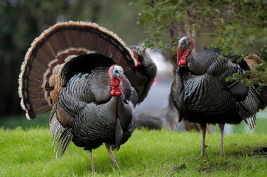 Wild Turkeys